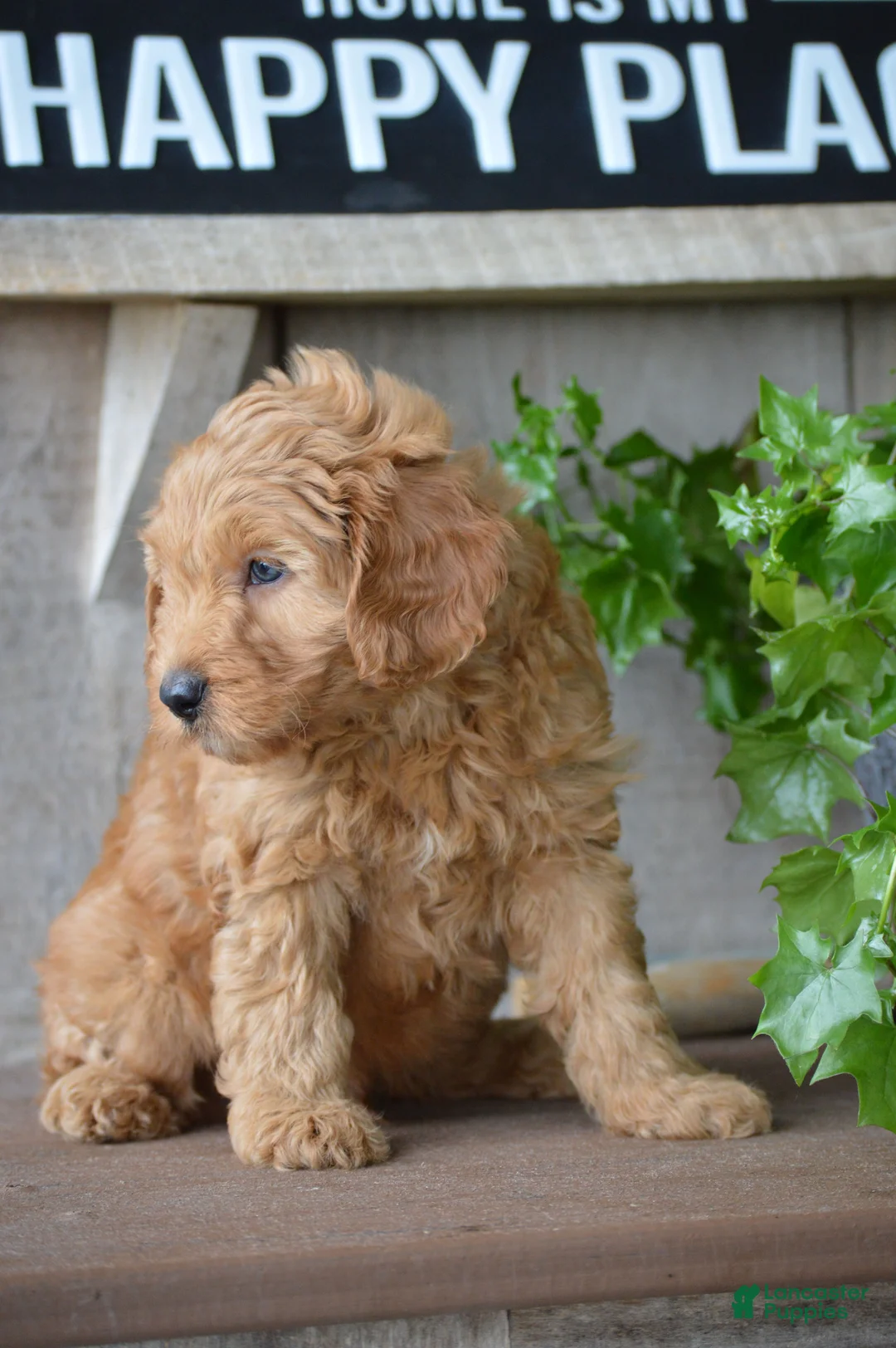 Mini Goldendoodle dogs for sale: Bentley - Ad 2