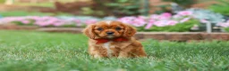 Cavalier King Charles Spaniel dogs for sale: Mason - Ad 3