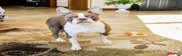 Boston Terrier dogs for sale: Pepper - Ad 6
