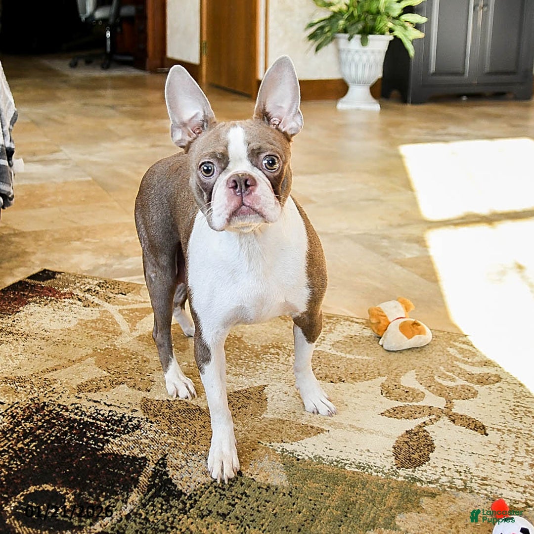 Boston Terrier dogs for sale: Pepper - Ad 6