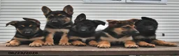 German Shepherd dogs for sale: Prince   - Ad 5