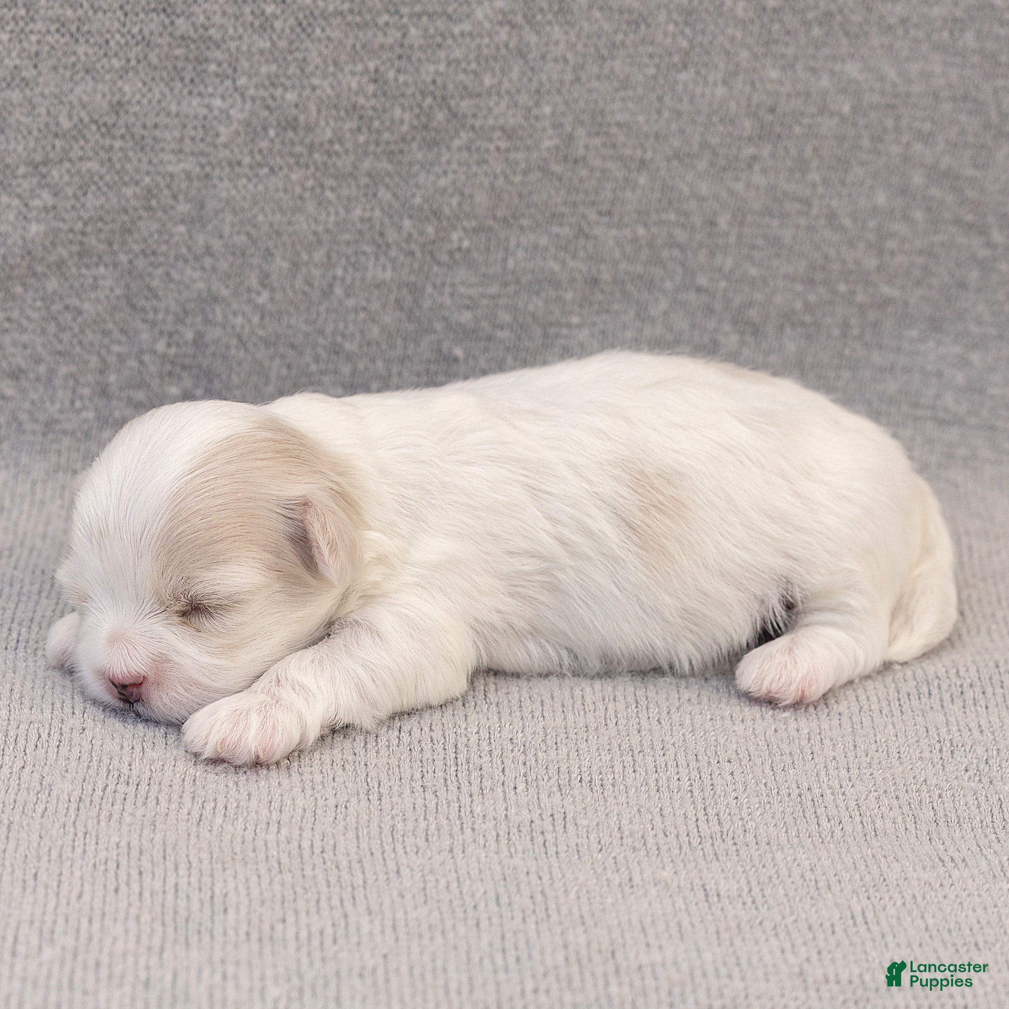 Maltese dogs Pearl Maltese  - Ad 2