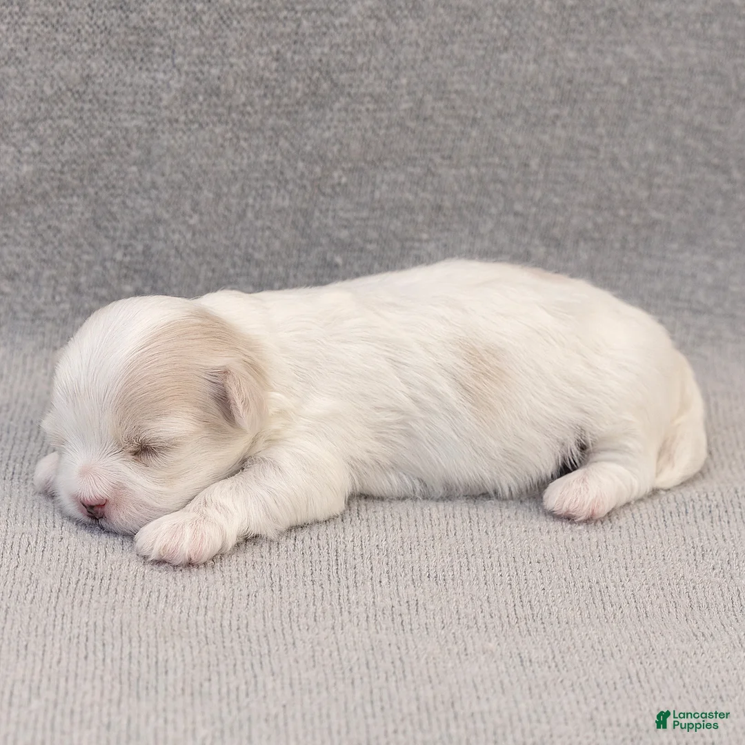 Maltese dogs for sale: Pearl Maltese  - Ad 2