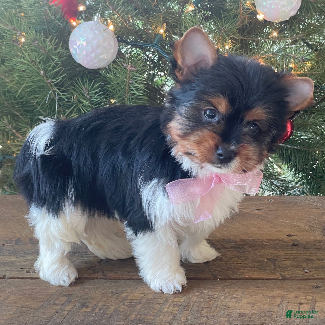 Mixed Breed dogs for sale: Buttercup - Ad 10