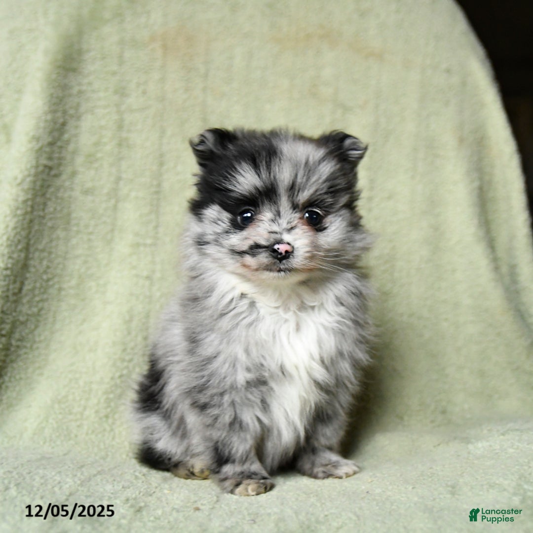 Pomeranian dogs for sale: Romeo - Ad 2