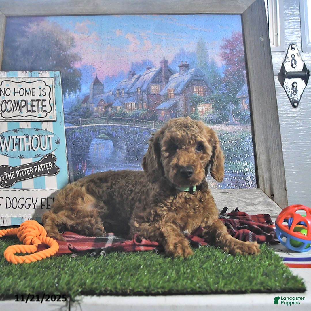 Toy Poodle dogs for sale: Dallas - Ad 4