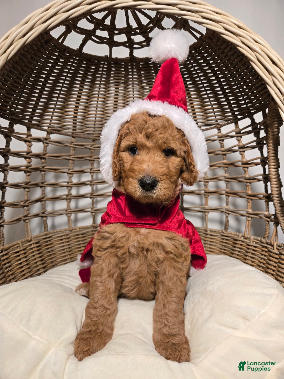 Goldendoodle dogs for sale: Ginger - Ad 2