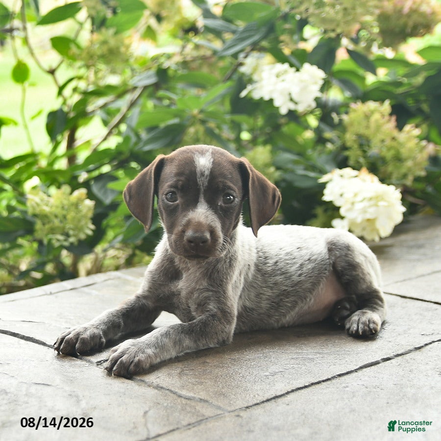 German Shorthaired Pointer dogs Dutchess  - Ad 2