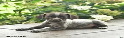 German Shorthaired Pointer dogs for sale: Dutchess  - Ad 2