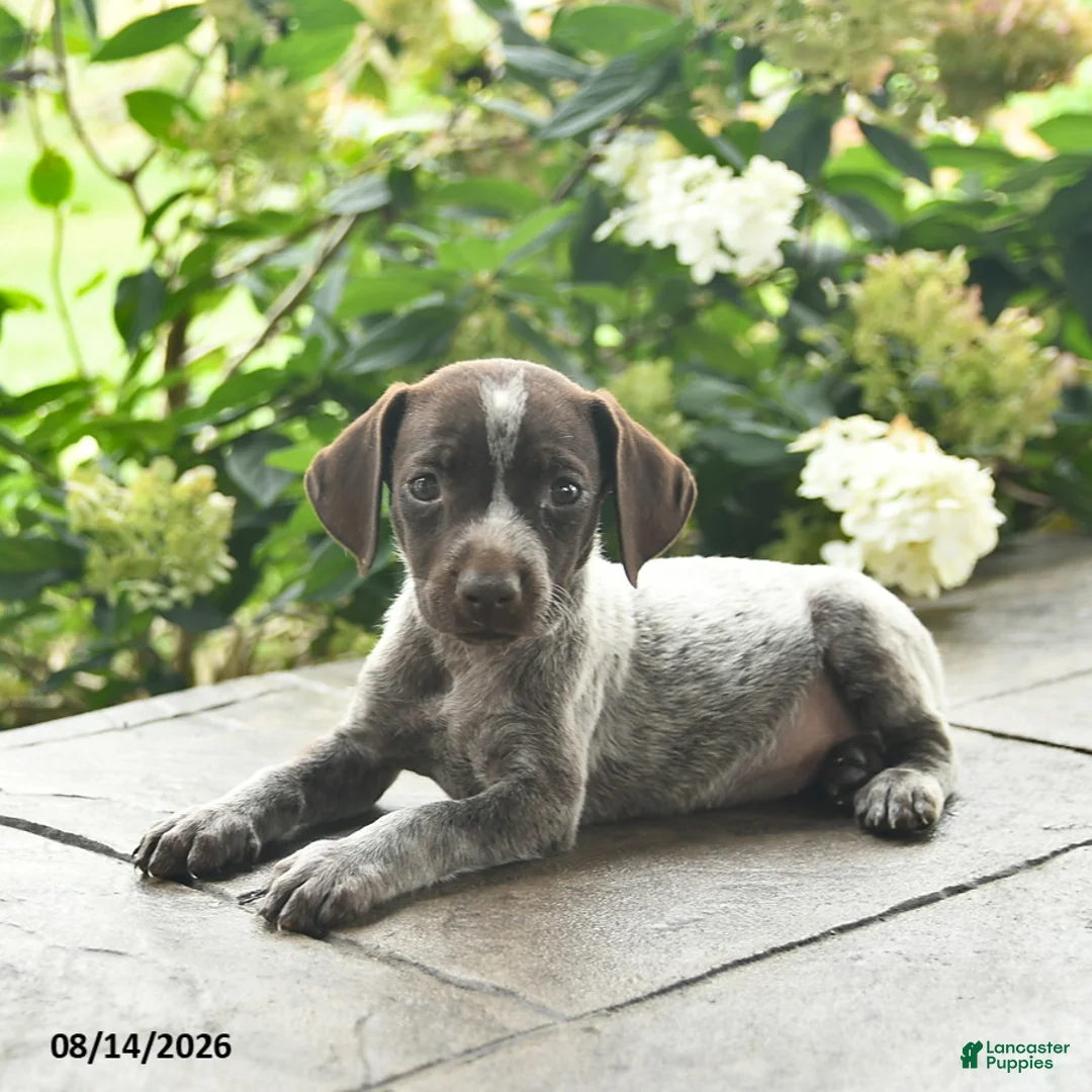 German Shorthaired Pointer dogs for sale: Dutchess  - Ad 2