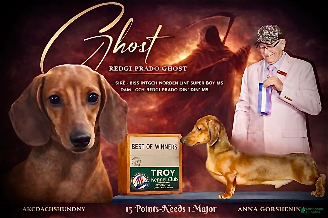 Miniature Dachshund dogs for sale: Red smooth female  - Ad 7