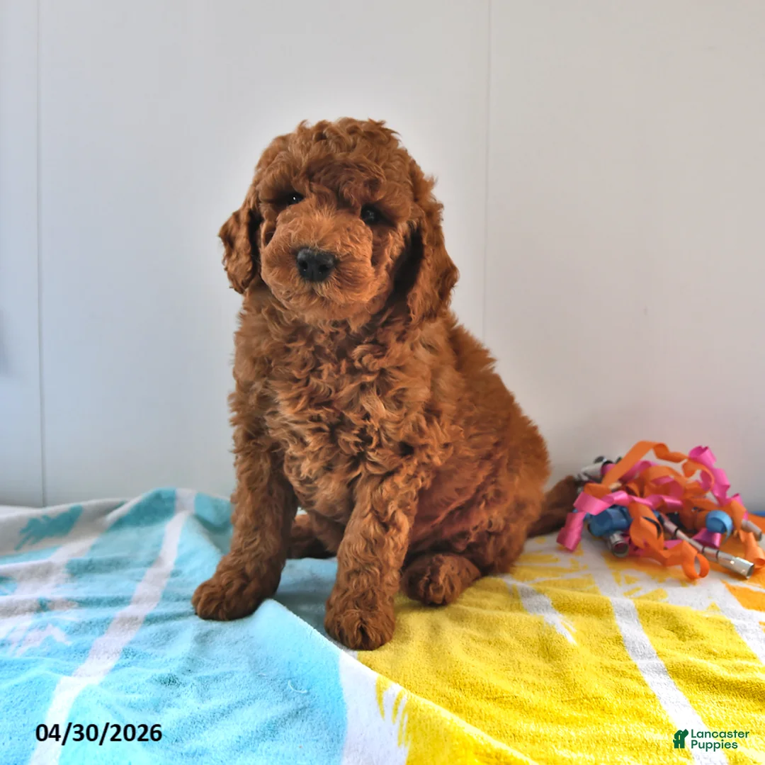 Mini Goldendoodle dogs for sale: Rascal - Ad 2