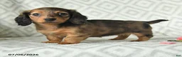 Dachshund dogs for sale: Bree - Ad 3