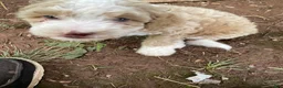 Mini Aussiedoodle dogs for sale: Latte  - Ad 3