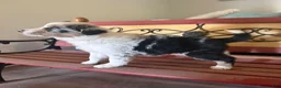 Border Collie dogs for sale: Specks - Ad 7