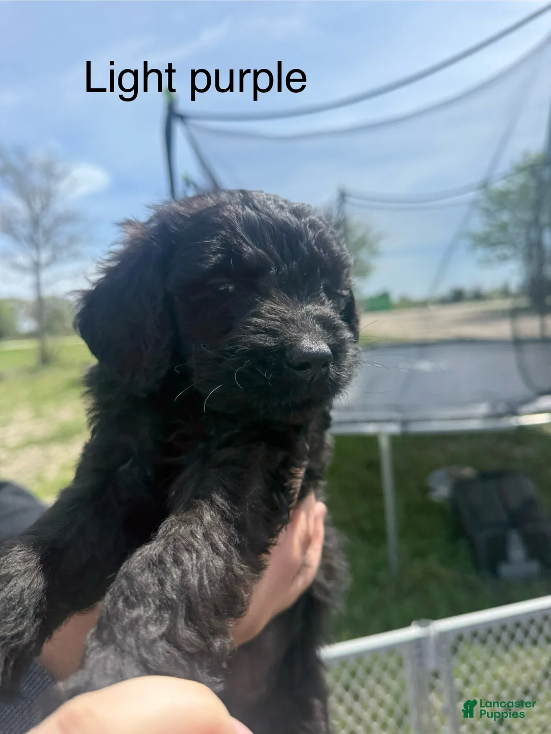 Goldendoodle dogs for sale: Light purple  - Ad 1
