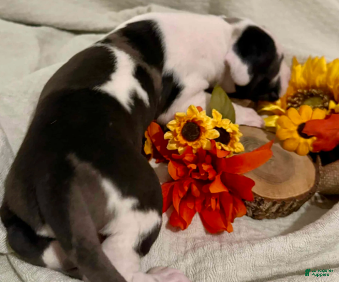 Great Dane dogs for sale: Rafike - Ad 4