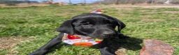 Labrador Retriever dogs for sale: Labrador Retriever Puppy 5 - Ad 11