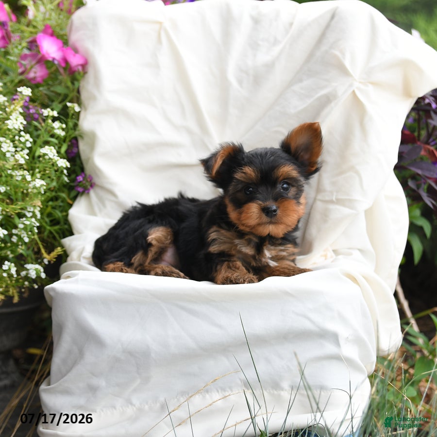 Yorkshire Terrier dogs Mocha - Ad 2