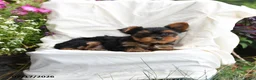 Yorkshire Terrier dogs for sale: Mocha - Ad 2