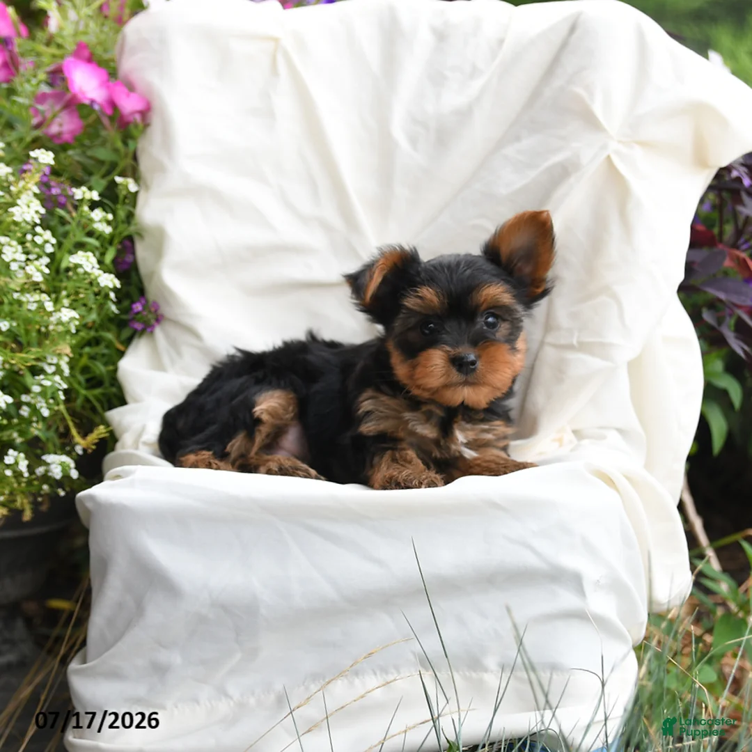 Yorkshire Terrier dogs for sale: Mocha - Ad 2