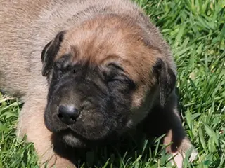Mixed Breed dogs Bubba - Ad 4