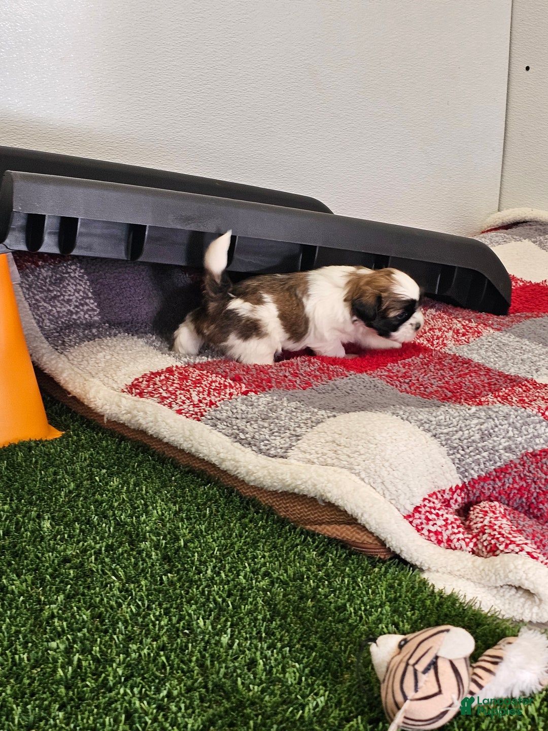 Shih Tzu dogs for sale: Archie Ckc - Ad 12