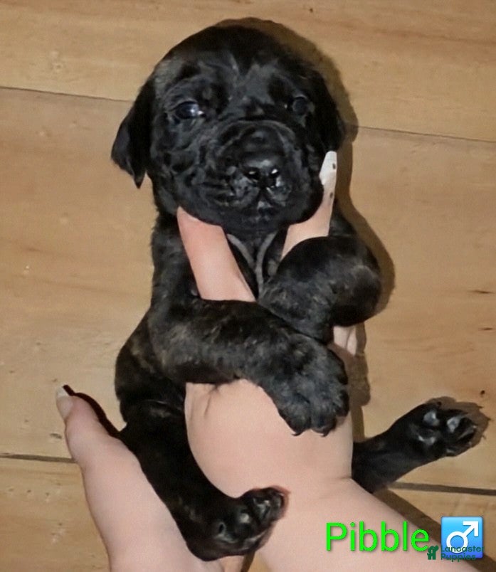 English Mastiff dogs Pibble - Ad 2