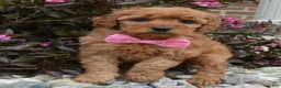 Mini Goldendoodle dogs for sale: Mini Gabby - Ad 21