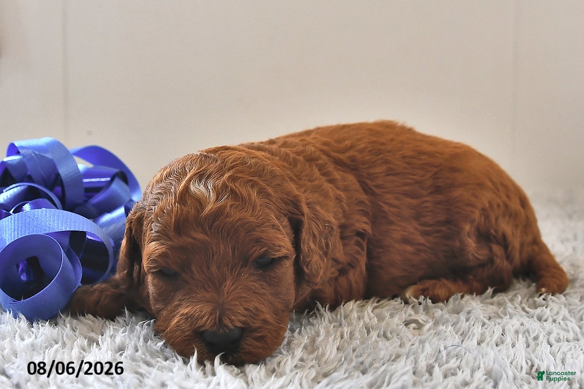 Mini Goldendoodle dogs Murphy - Ad 2