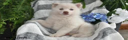 Pomsky dogs for sale: Marshmallow - Ad 4