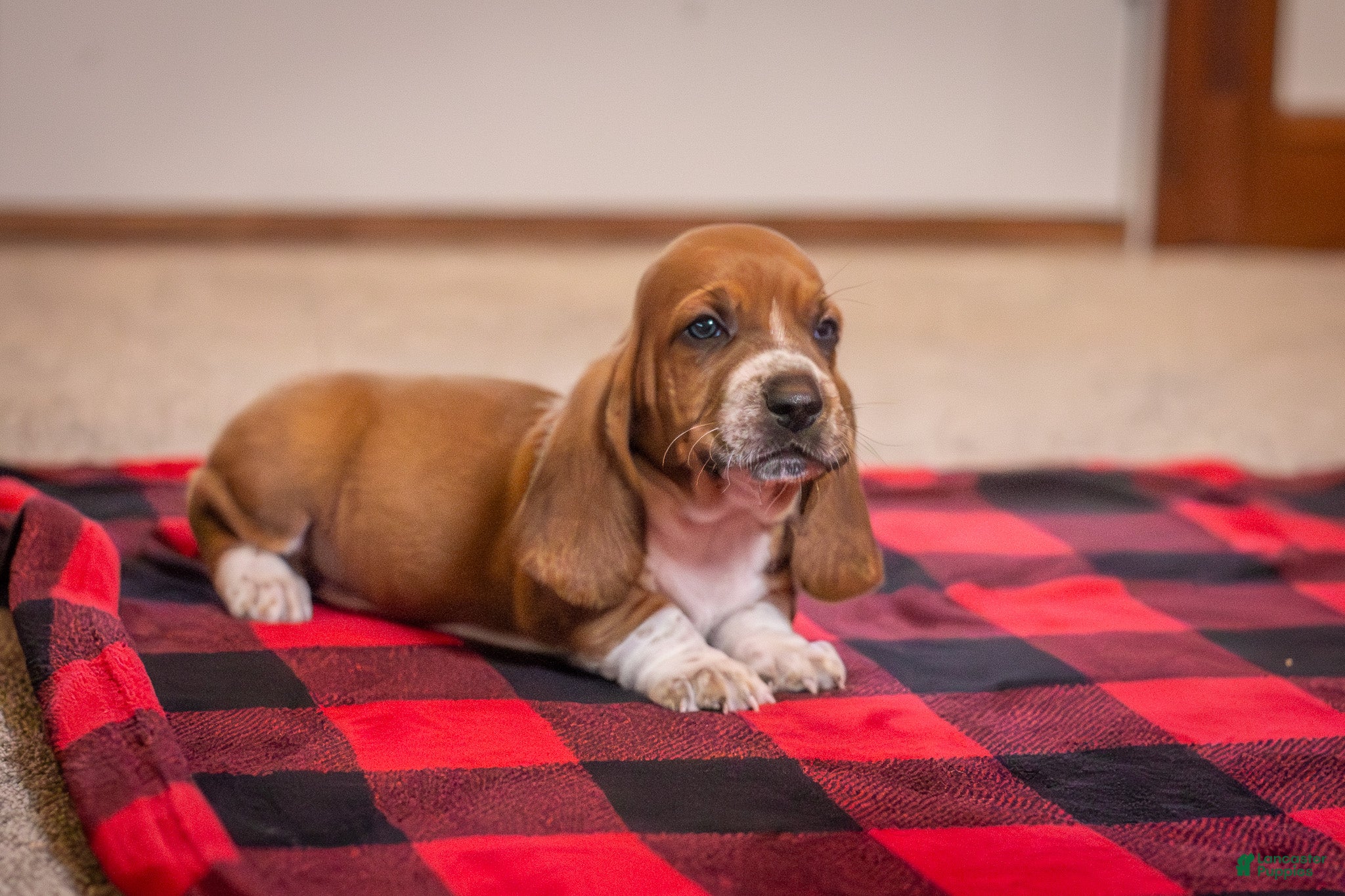 Basset Hound dogs Axel  - Ad 1