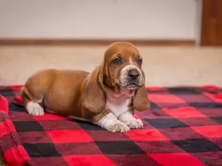 Basset Hound dogs for sale: Axel - Ad 2