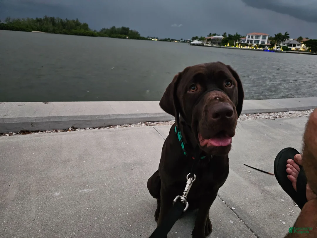 Labrador Retriever dogs for stud: Wallace - Ad 3