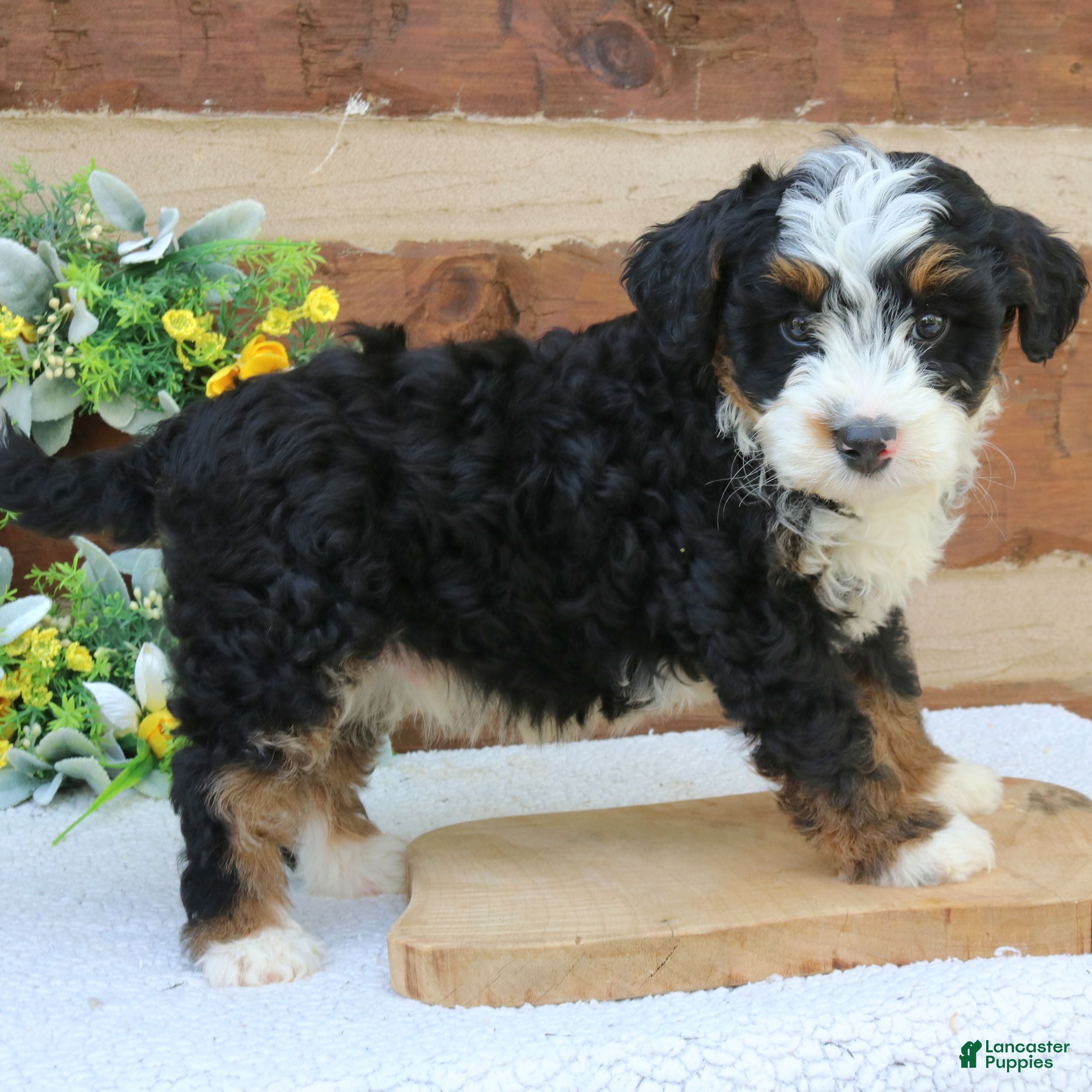 Mini Bernedoodle dogs Murphy  - Ad 2
