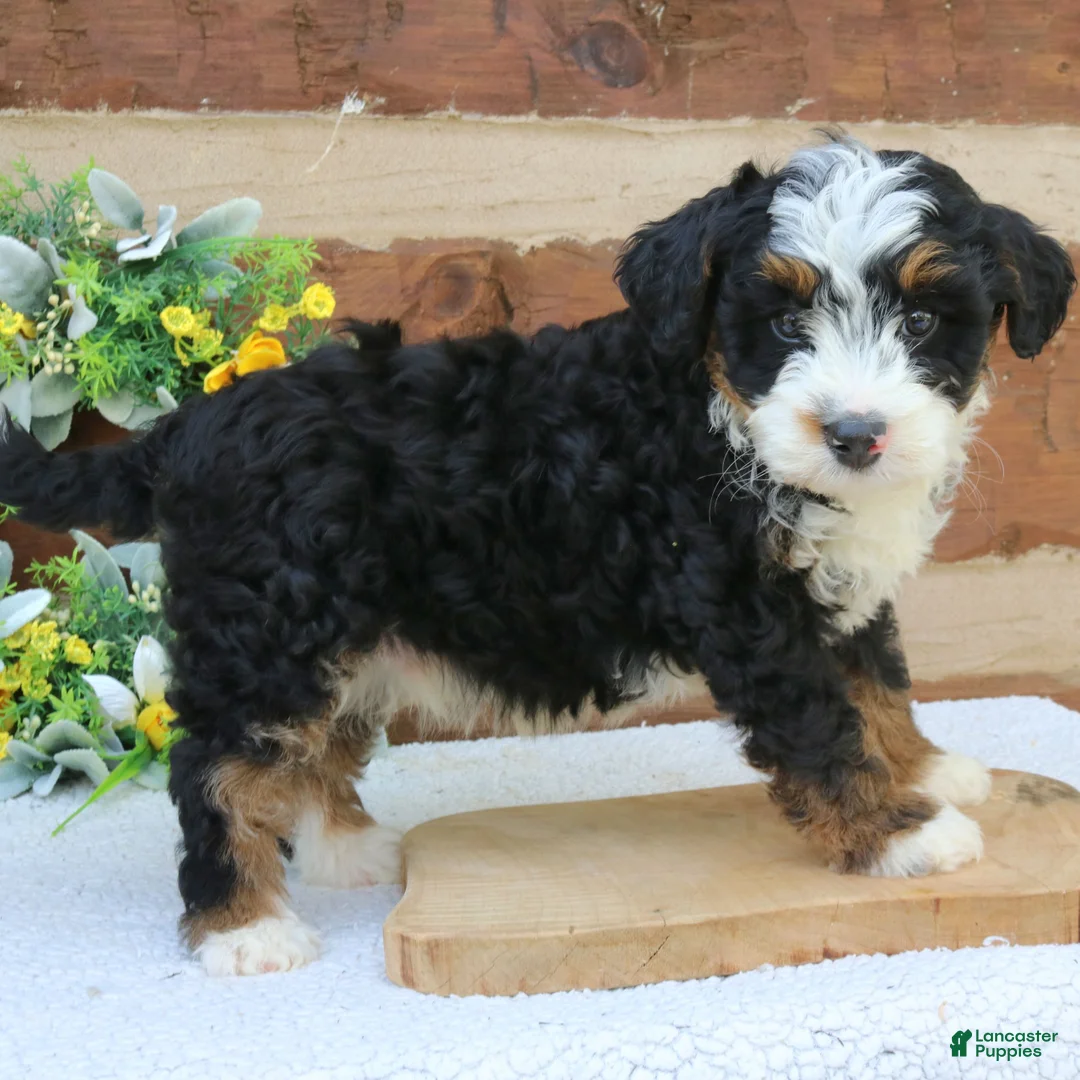 Mini Bernedoodle dogs for sale: Murphy  - Ad 2