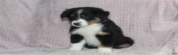 Australian Shepherd dogs for sale: Peyton  - Ad 5