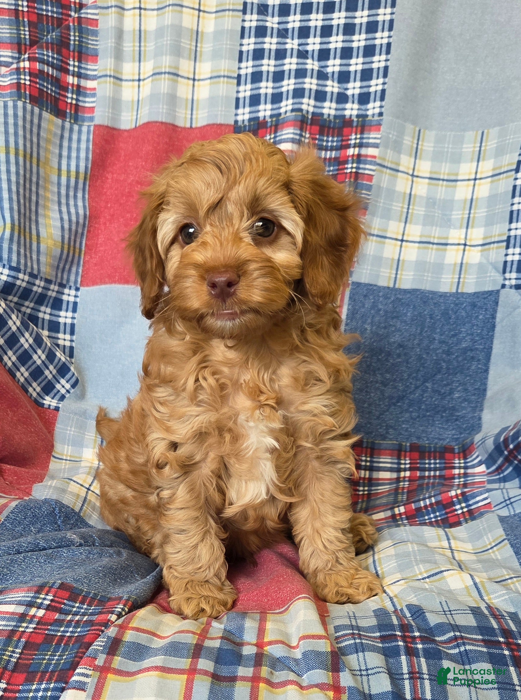 Cavapoo dogs Buddy - Ad 2