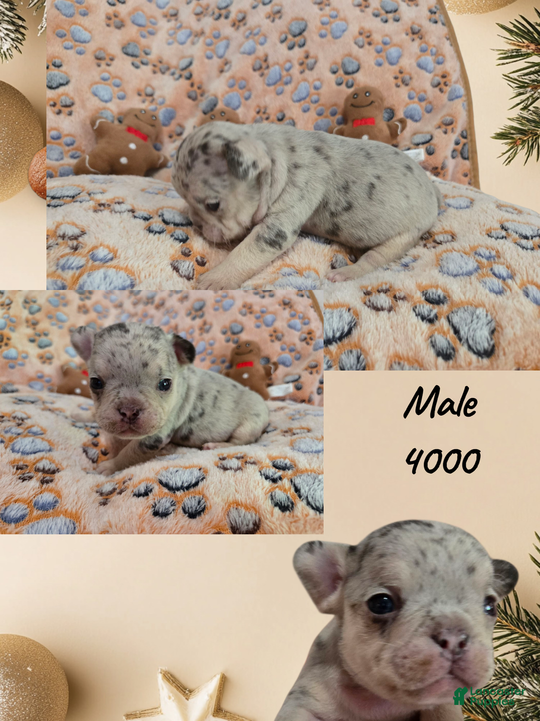 French Bulldog dogs for sale: French Bulldog Puppy 2 - Ad 2