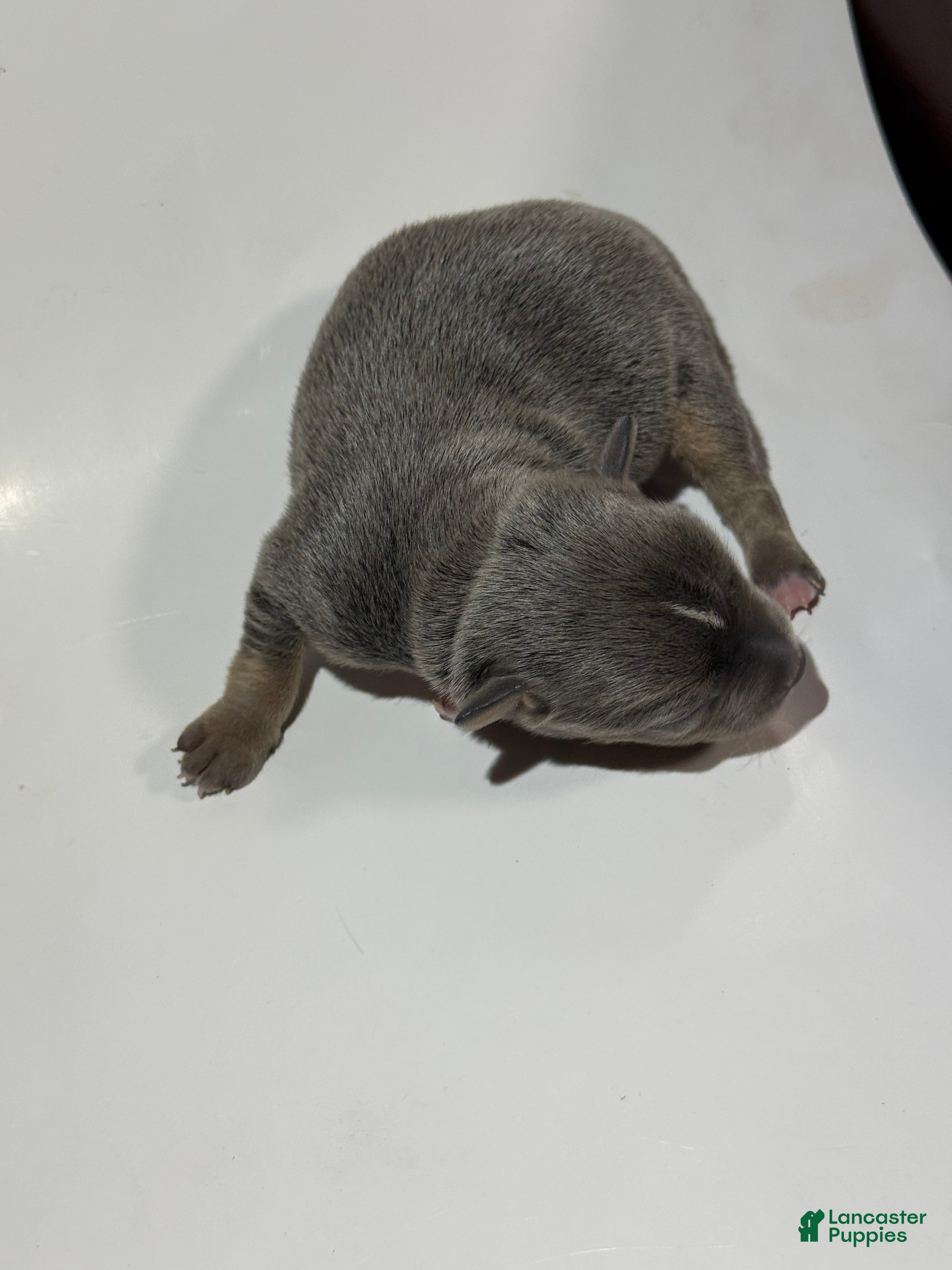 Rat Terrier dogs Enzo - Ad 17