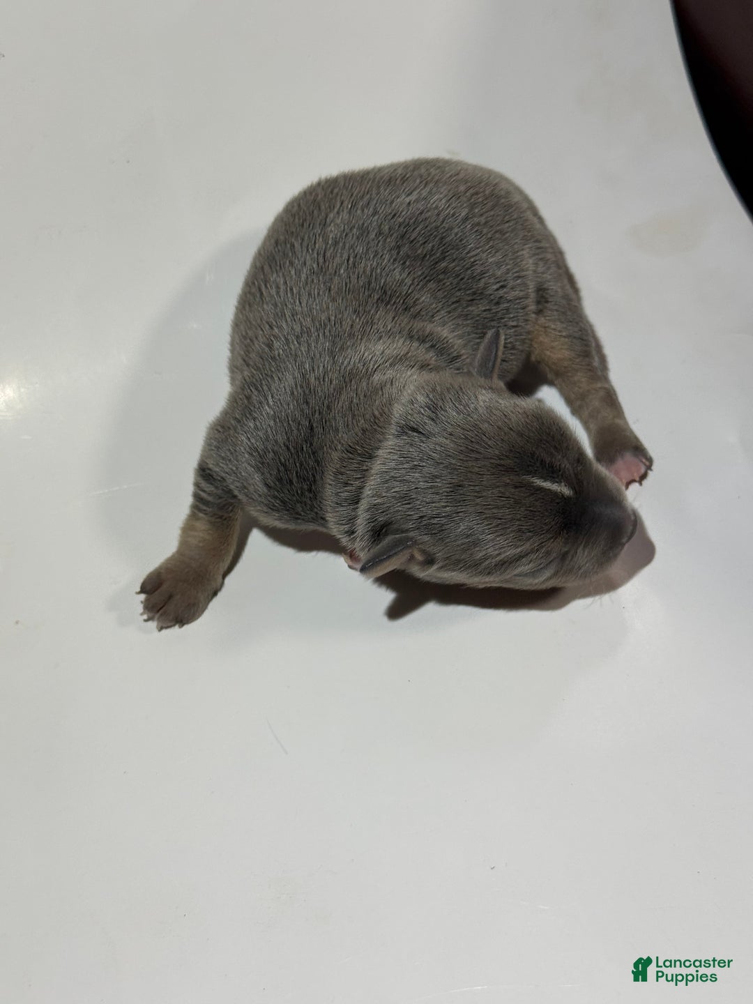 Rat Terrier dogs for sale: Enzo - Ad 1