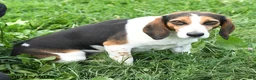 Beagle dogs for sale: Warren - Ad 7