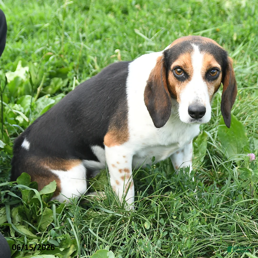 Beagle dogs for sale: Warren - Ad 7