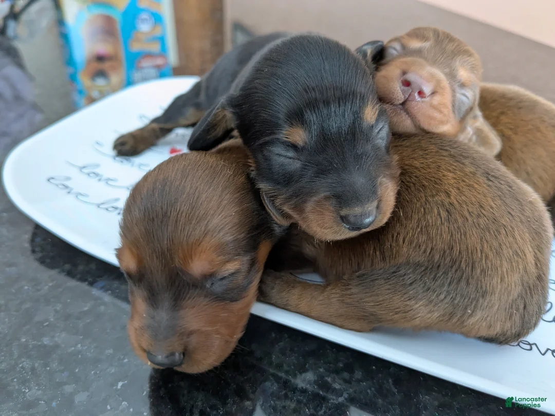 Dachshund dogs for sale: Dachshund Puppy 2 - Ad 3