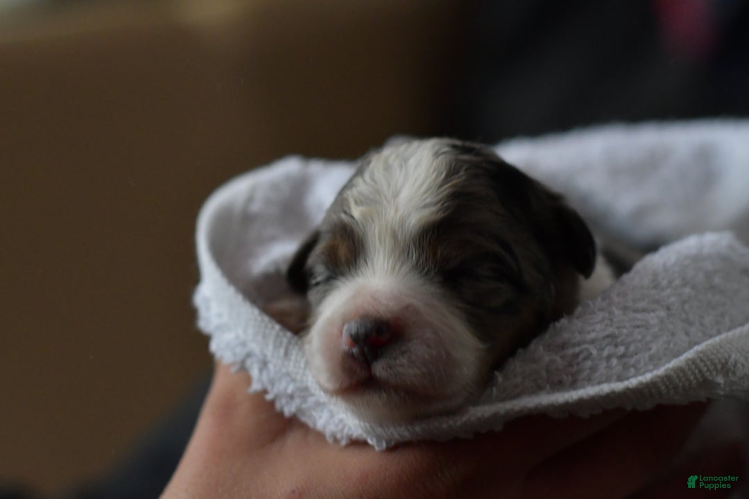 Mini Aussiedoodle dogs for sale: Cash - Ad 62