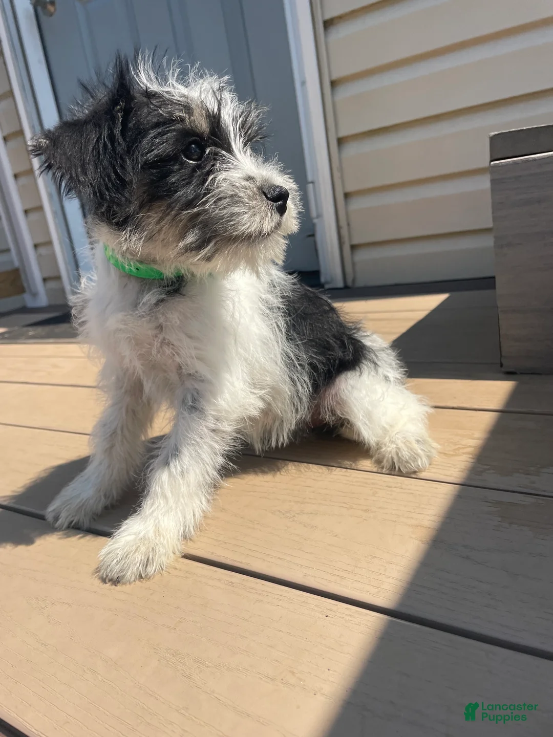 Miniature Schnauzer dogs for sale: Winnie - Ad 4