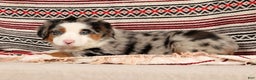 Australian Shepherd dogs for sale: Sparky - Ad 8