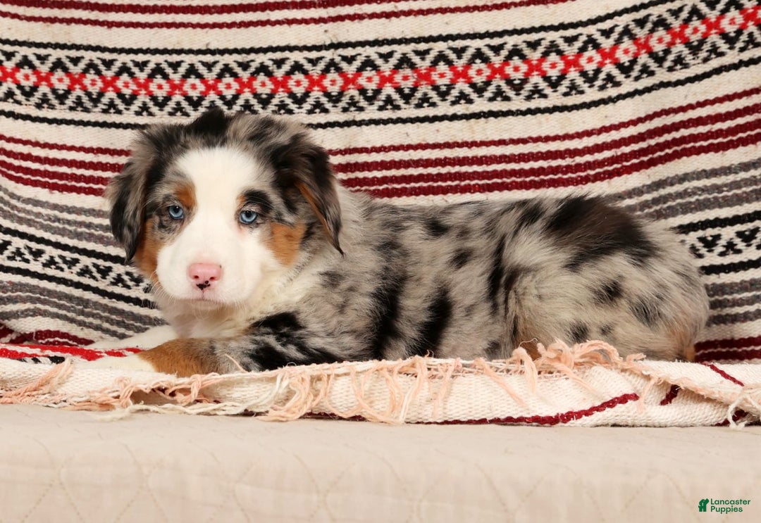 Australian Shepherd dogs for sale: Sparky - Ad 8