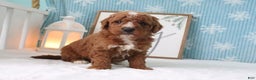 Mini Goldendoodle dogs for sale: Zachary - Ad 1