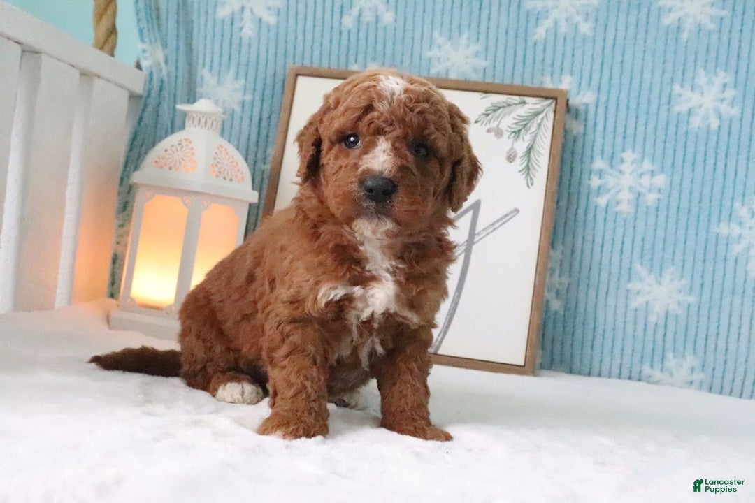Mini Goldendoodle dogs for sale: Zachary - Ad 1